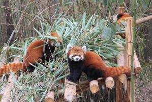 red pandas in chengdu panda base